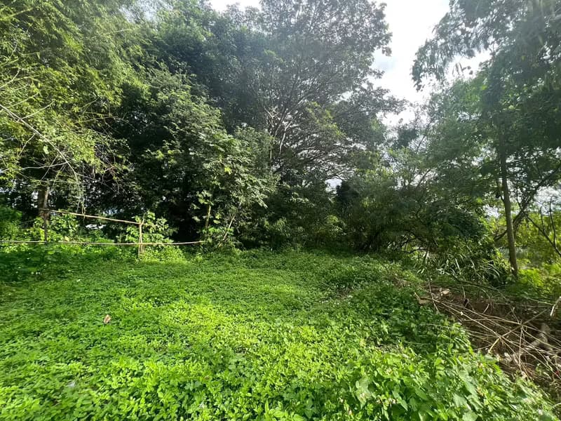 Land for Sale in Mueang Kaeo, Mae Rim