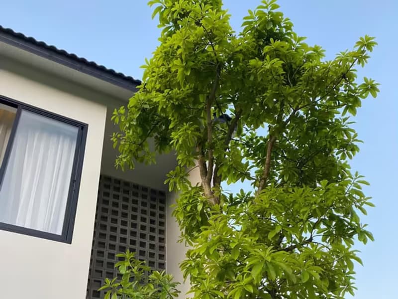 House for Sale in Nong Khwai, Hang Don