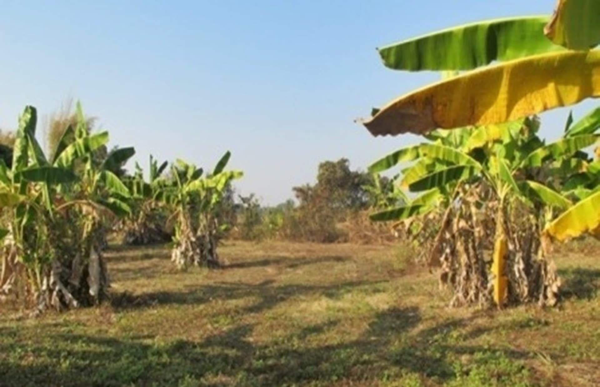  land 用于 出售 在 Mae Rim District - Image 14
