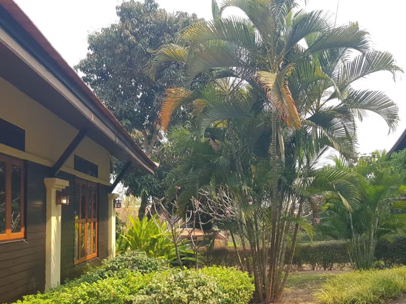 3 Bed House for Rent and Sale in Mae Rim