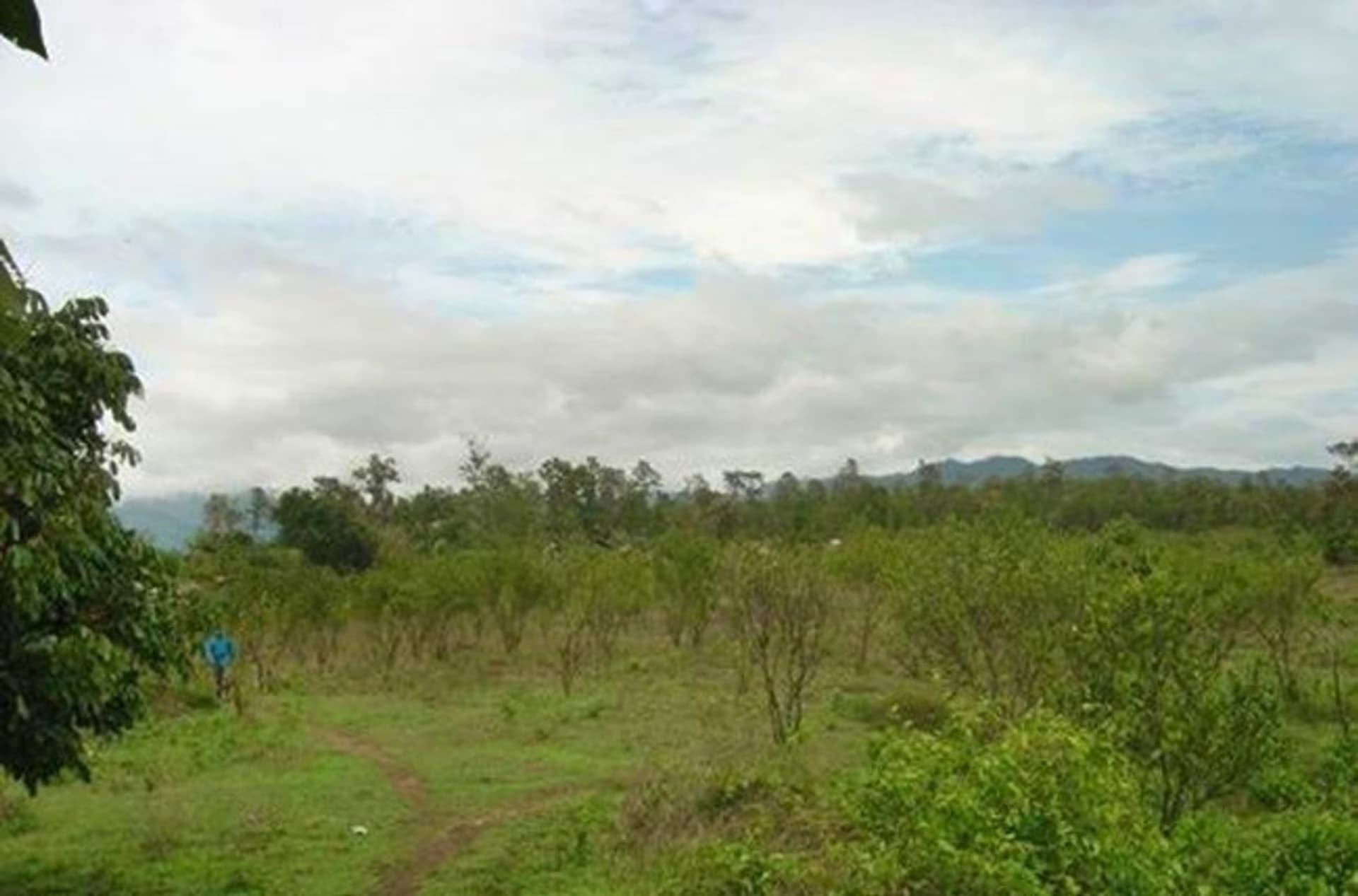  land 用于 出售 在 Mae Taeng District - Image 6