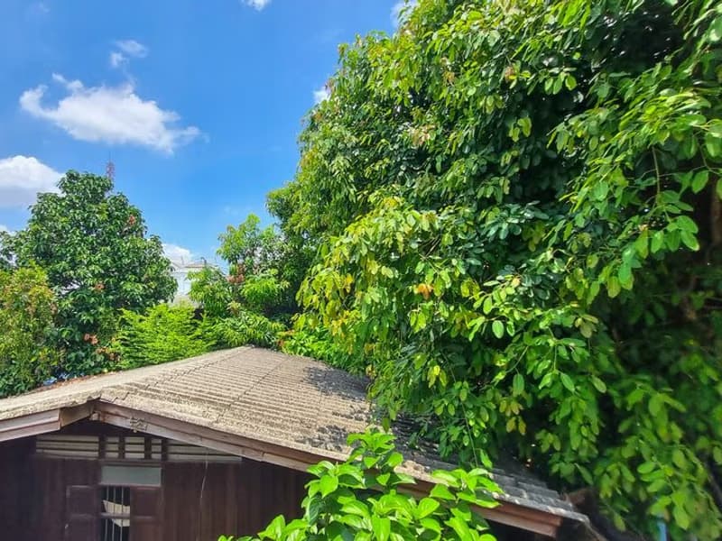 6 Bed House for Rent and Sale in Mueang Chiang Mai