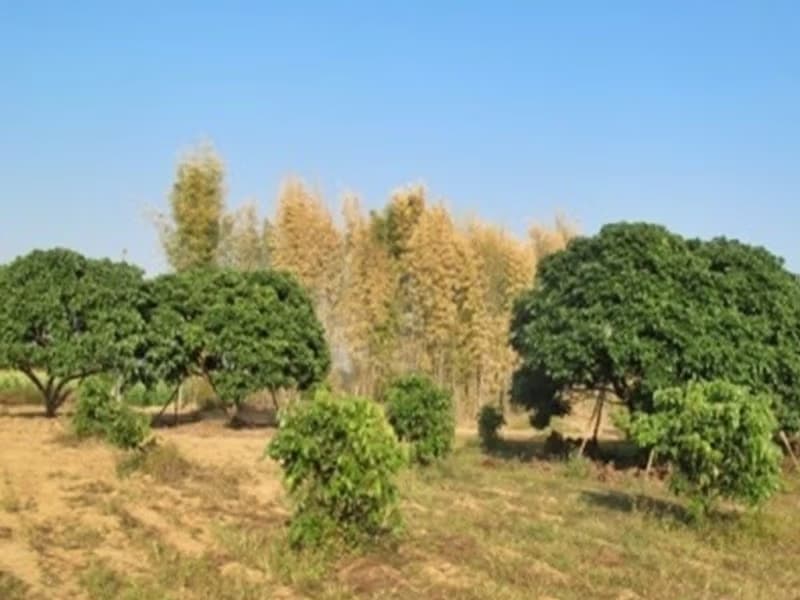  Land for Sale in Mae Rim District