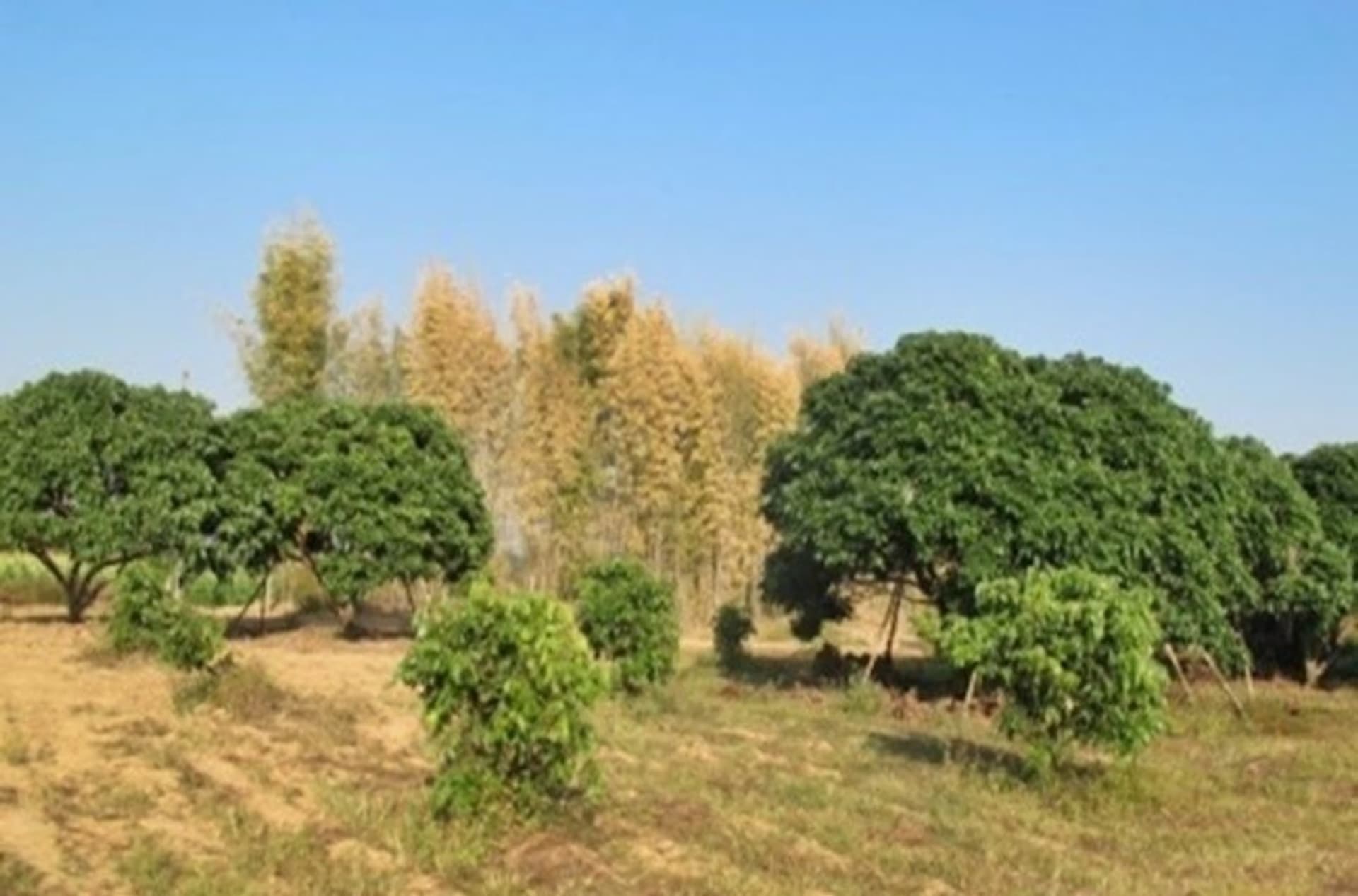  land 用于 出售 在 Mae Rim District - Image 4