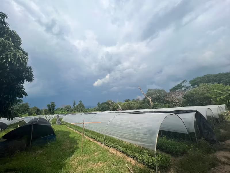 Land for Sale in Mueang Kaeo, Mae Rim