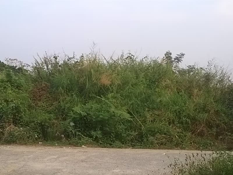  Land for Sale in อำเภอสันป่าตอง