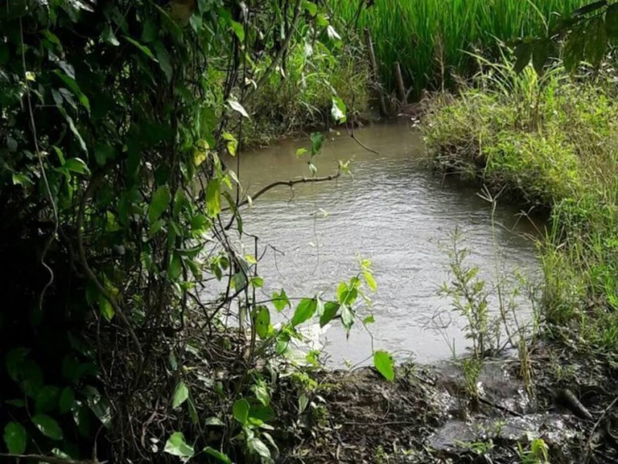  land 用于 出售 在 Chiang Dao District - Image 5