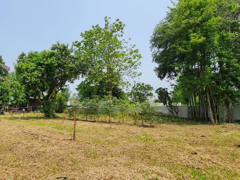 Land for Sale in Nong Phueng, Saraphi