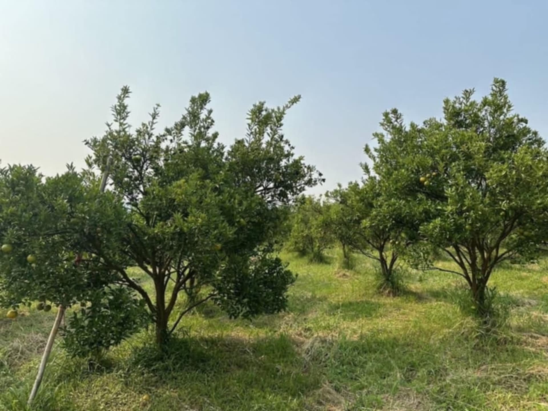  Land for Sale in Fang District - Image 10