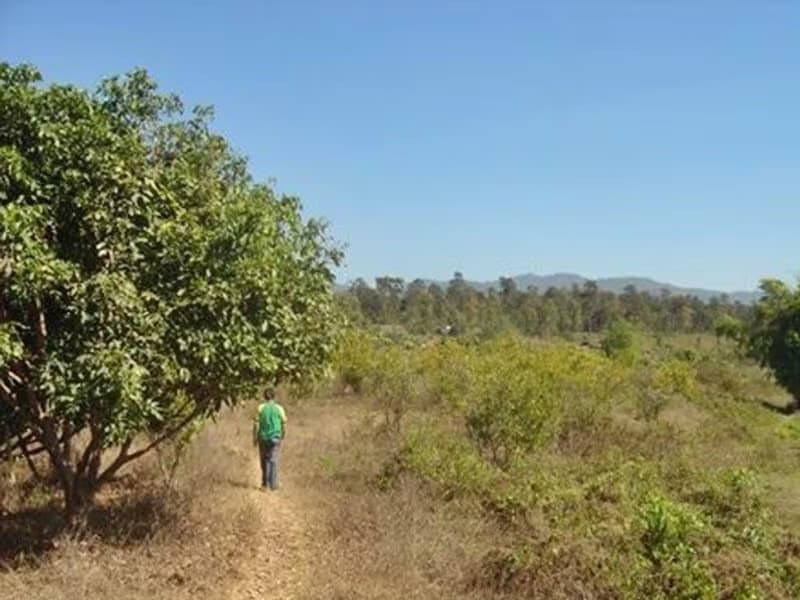  Land for Sale in Mae Taeng District