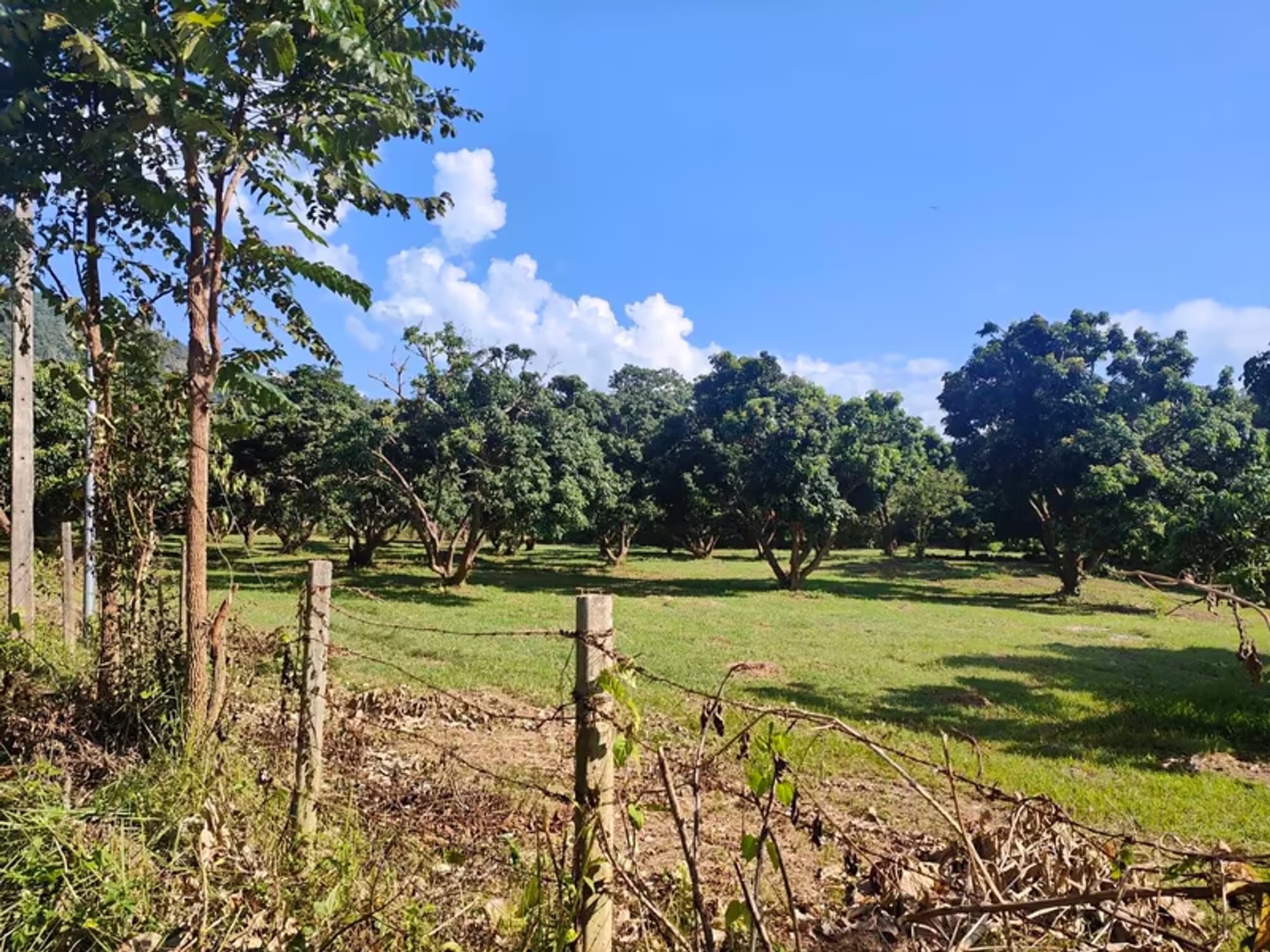 Land for Sale - Image 5