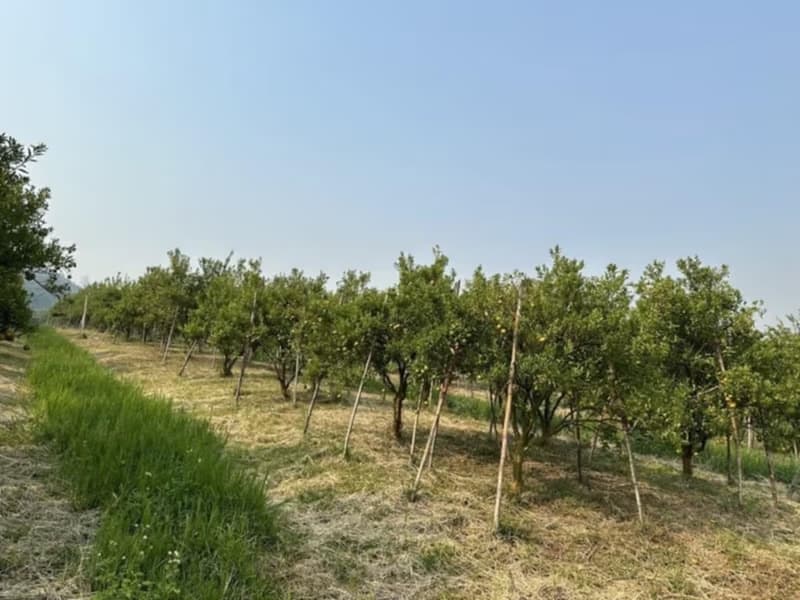  Land for Sale in Fang District