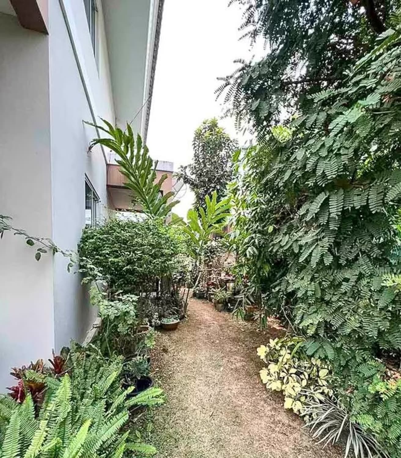 3 Bedroom House for Sale in San Pu Loei, Doi Saket. - DS13653 - Image 5