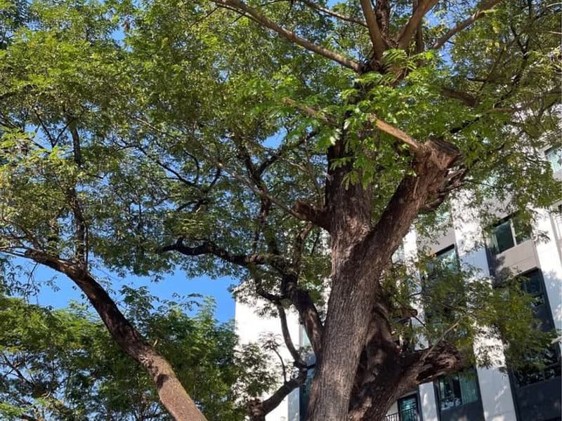 Studio Condo for Sale in Mueang Chiang Mai