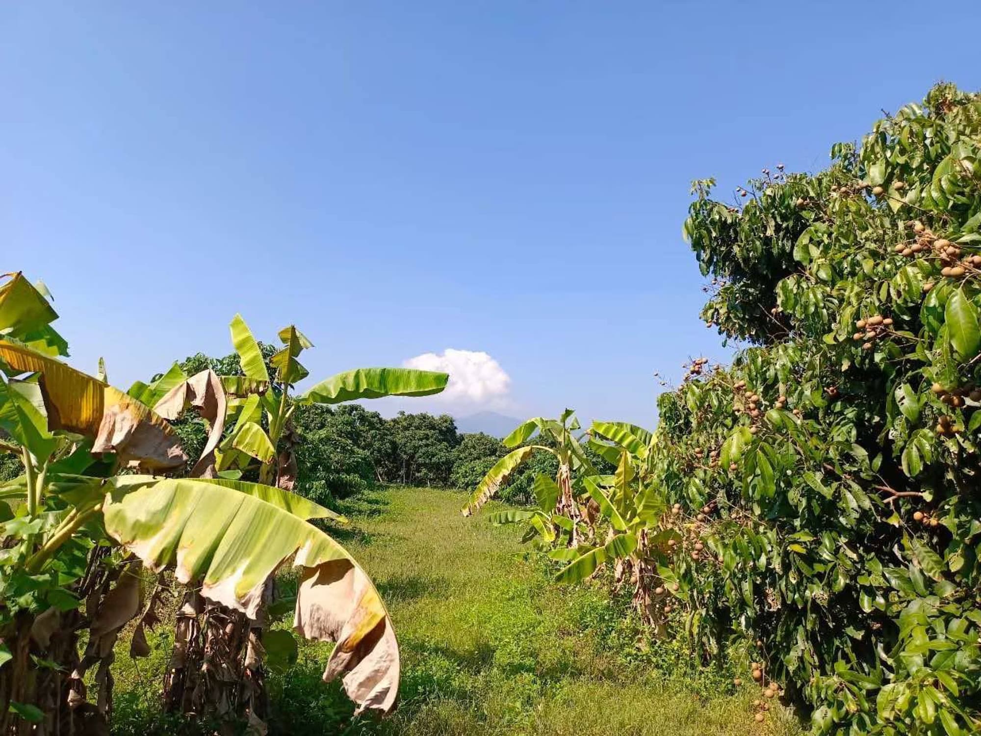  land 用于 出售 在 Mae Wang District - Image 3