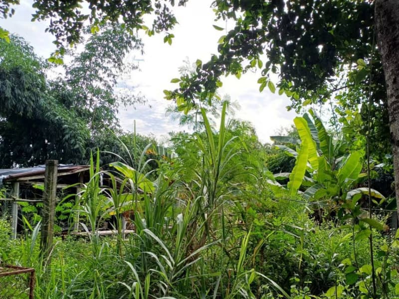  Land for Sale in San Sai District