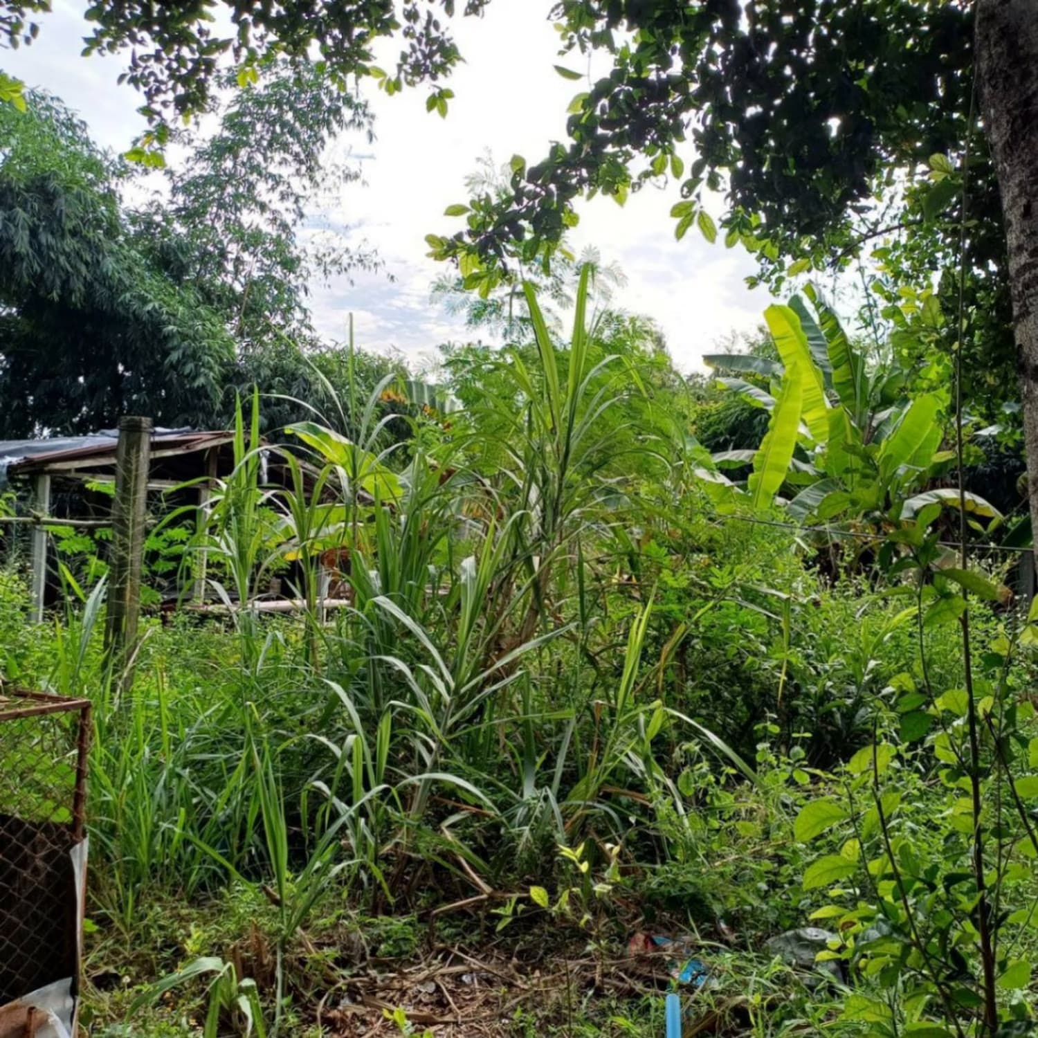  Land for Sale in San Sai District - Image 12