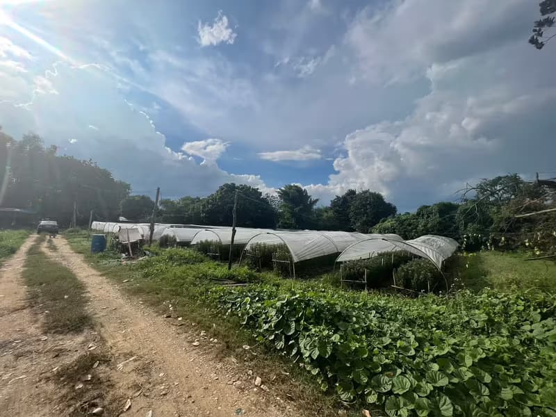 Land for Sale in Mueang Kaeo, Mae Rim