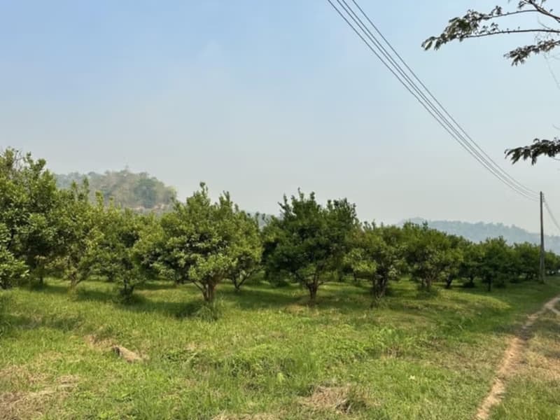  Land for Sale in Fang District