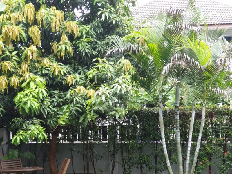 4 Bed House for Rent in Mueang Chiang Mai