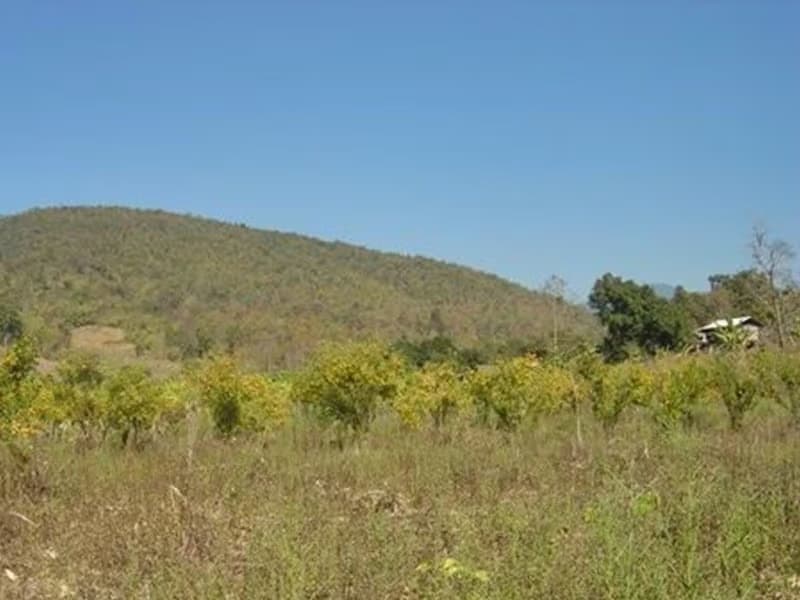  Land for Sale in Mae Taeng District