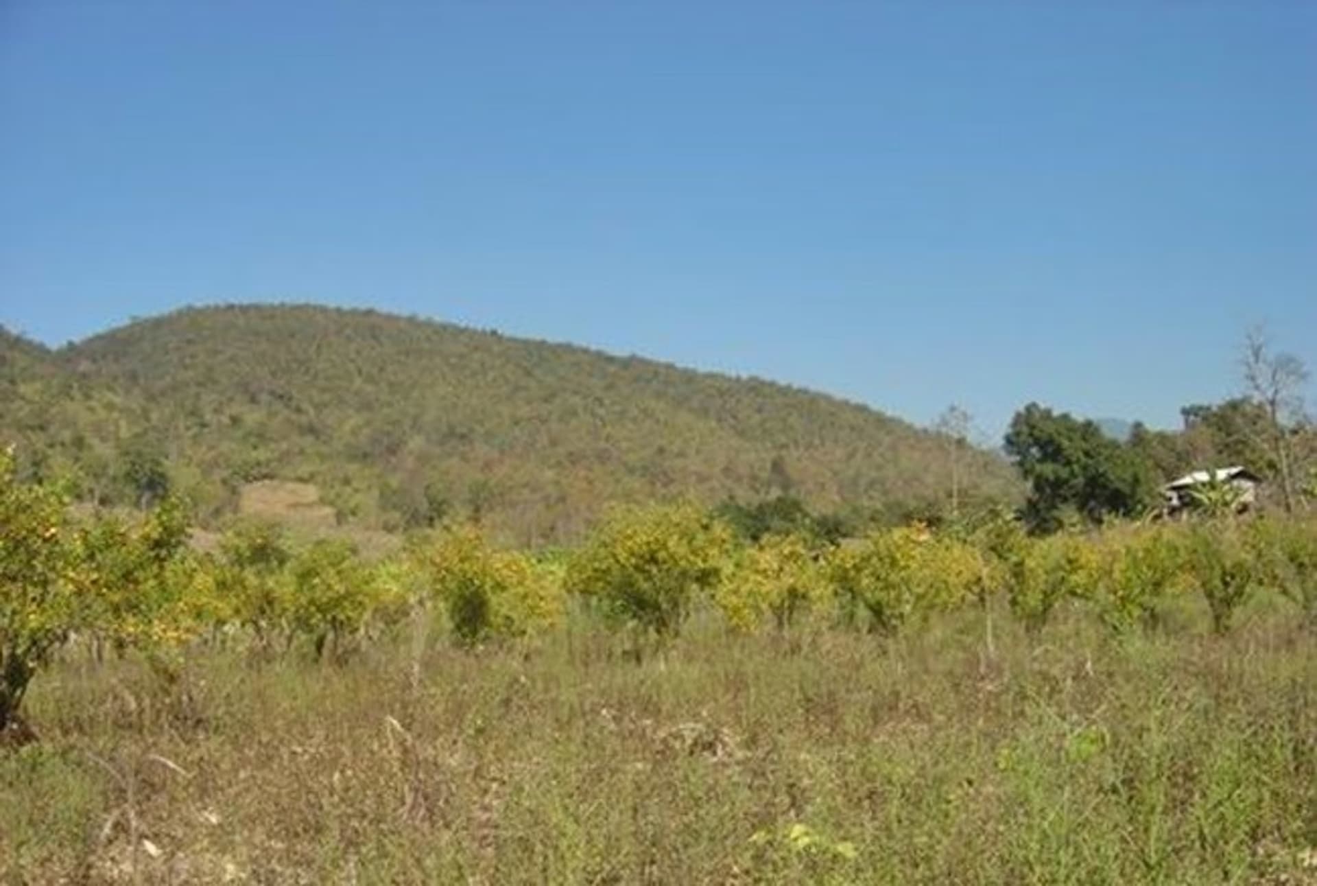  land 用于 出售 在 Mae Taeng District - Image 10
