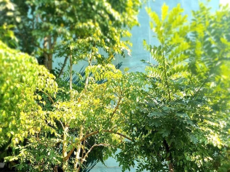 4 Bed House for Sale in Mueang Chiang Mai