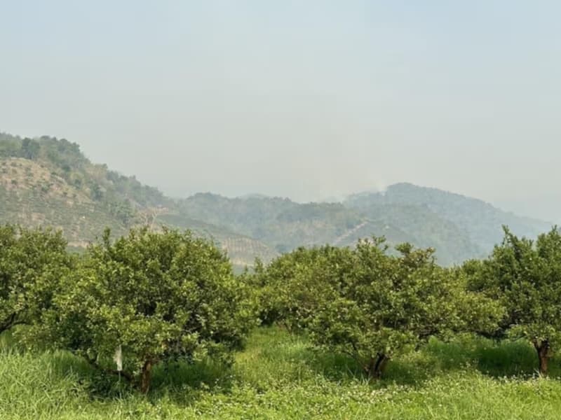  Land for Sale in Fang District