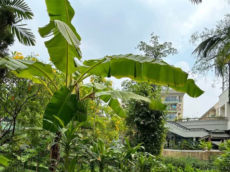 Condo for Rent, Sale at THE PARKLAND BANGNA