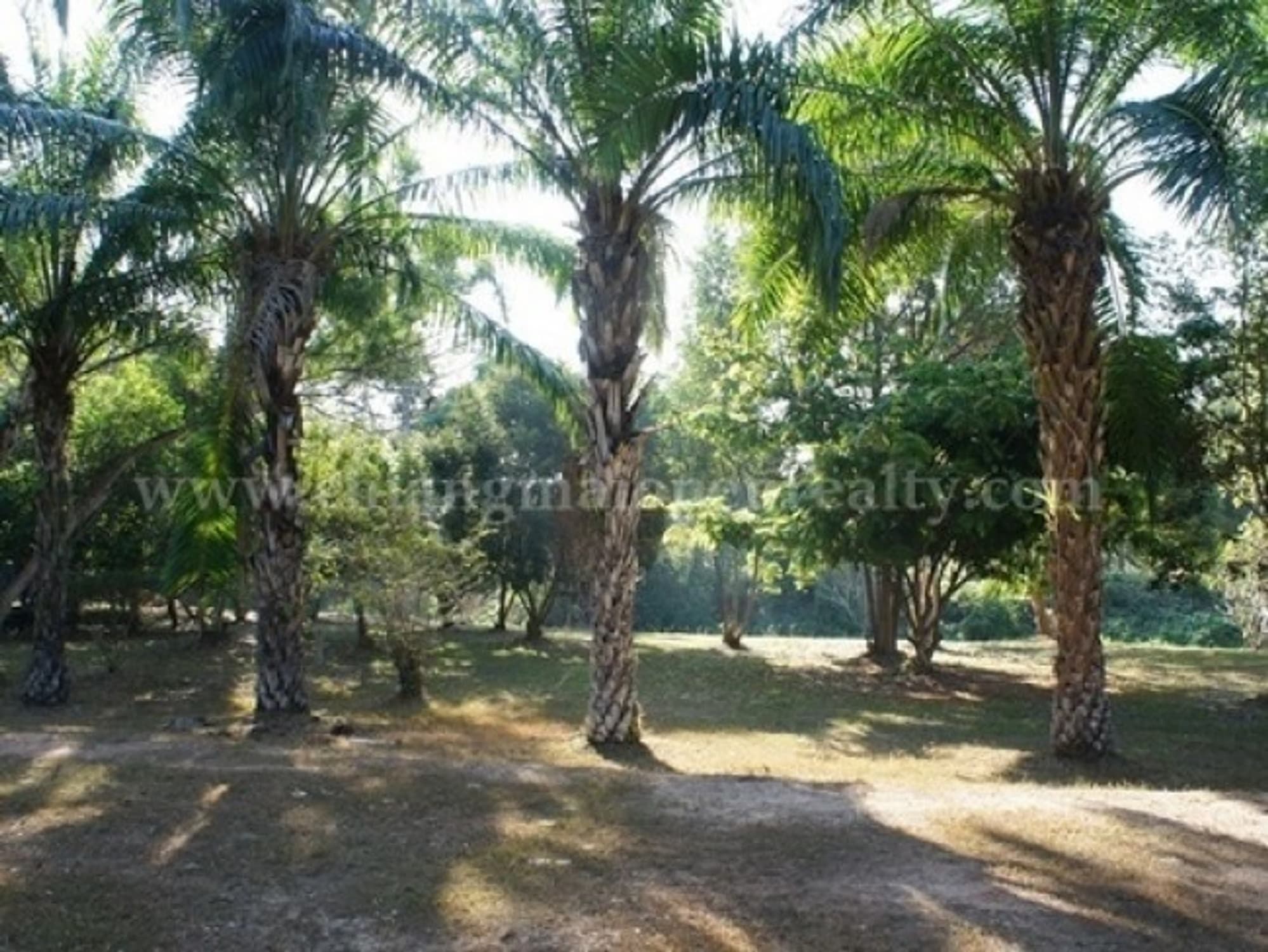  land 用于 出售 在 Doi Saket District - Image 5