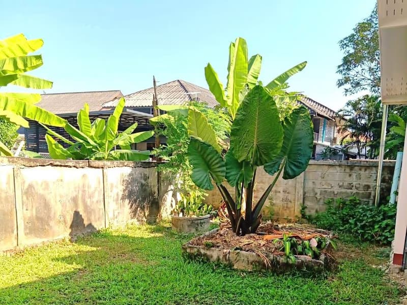 House for Rent in Don Kaeo, Saraphi.