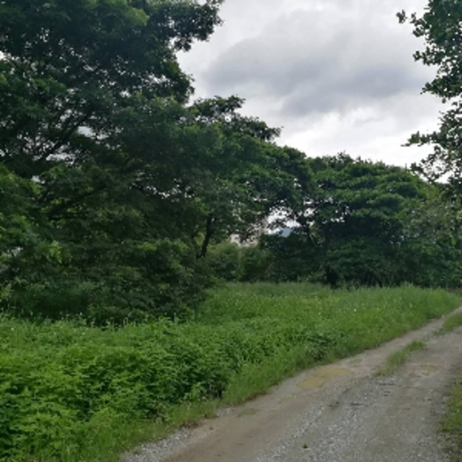 Code 1107 Large land in Santi Tham - Image 1