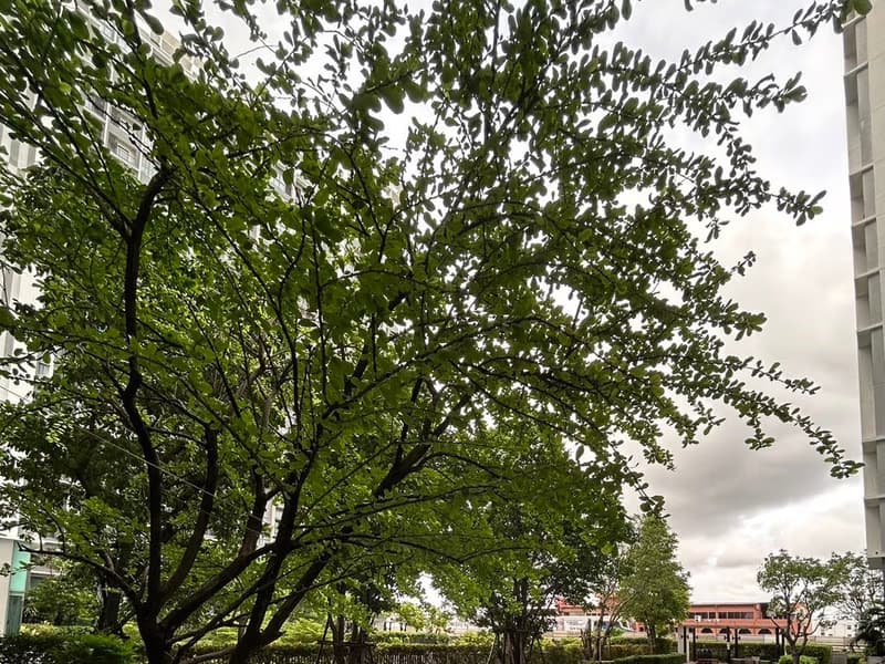 Studio Condo for Sale in undefined