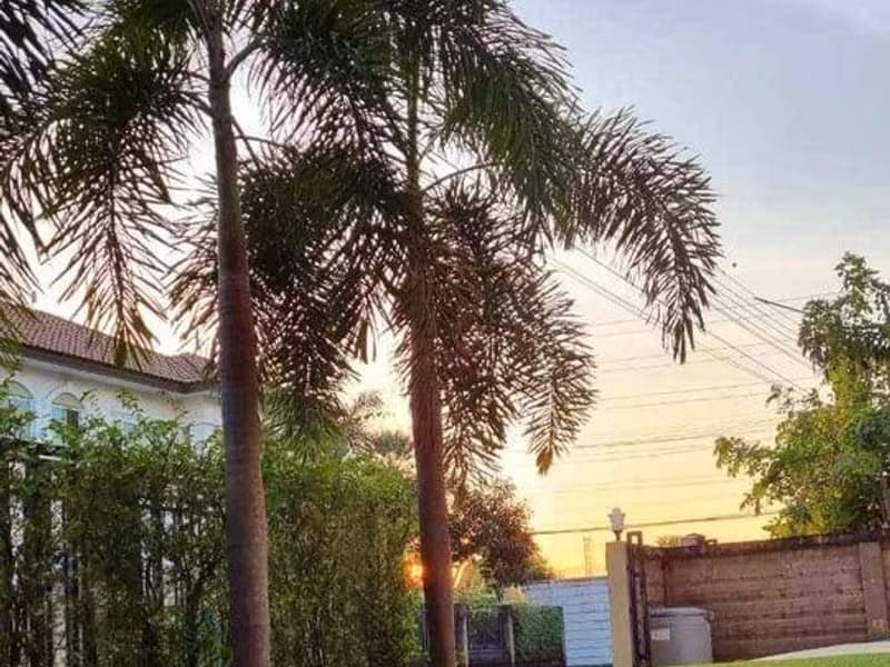 3 Bed House for Rent and Sale in Bang Phli