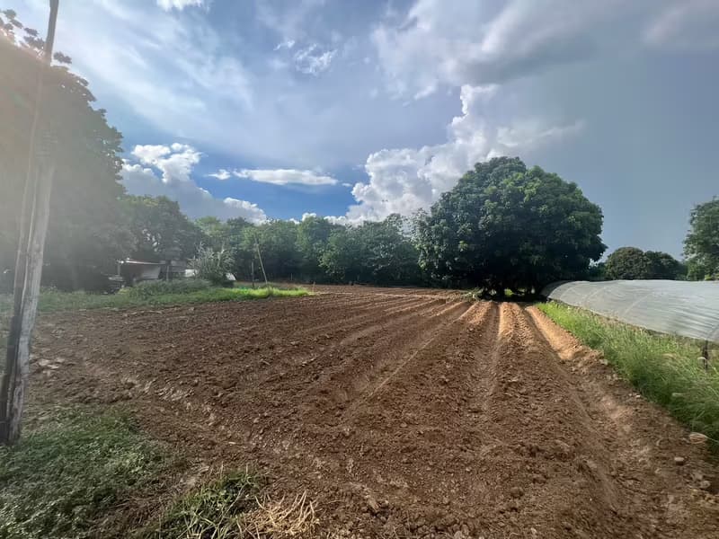 Land for Sale in Mueang Kaeo, Mae Rim