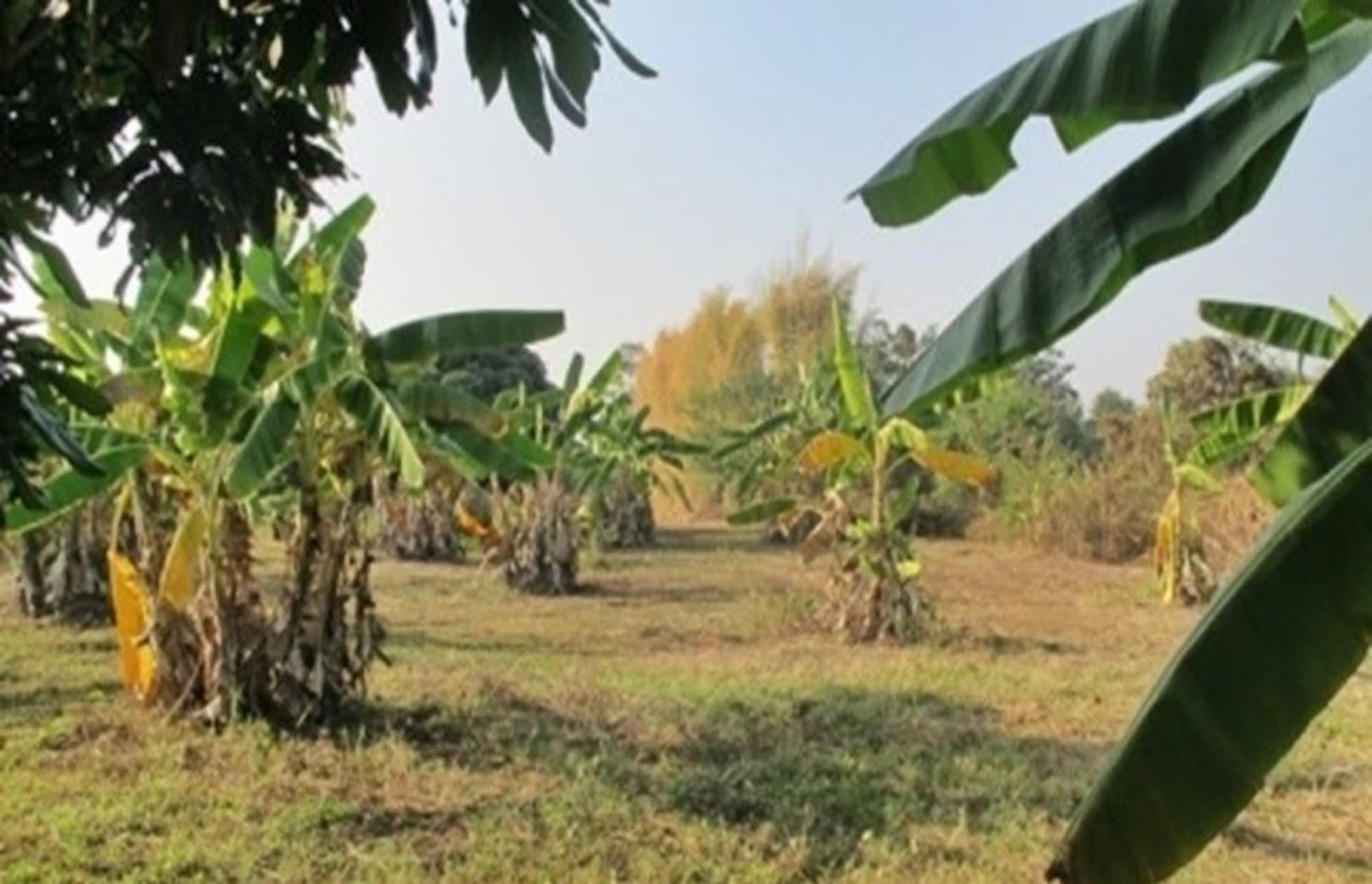  land 用于 出售 在 Mae Rim District - Image 12