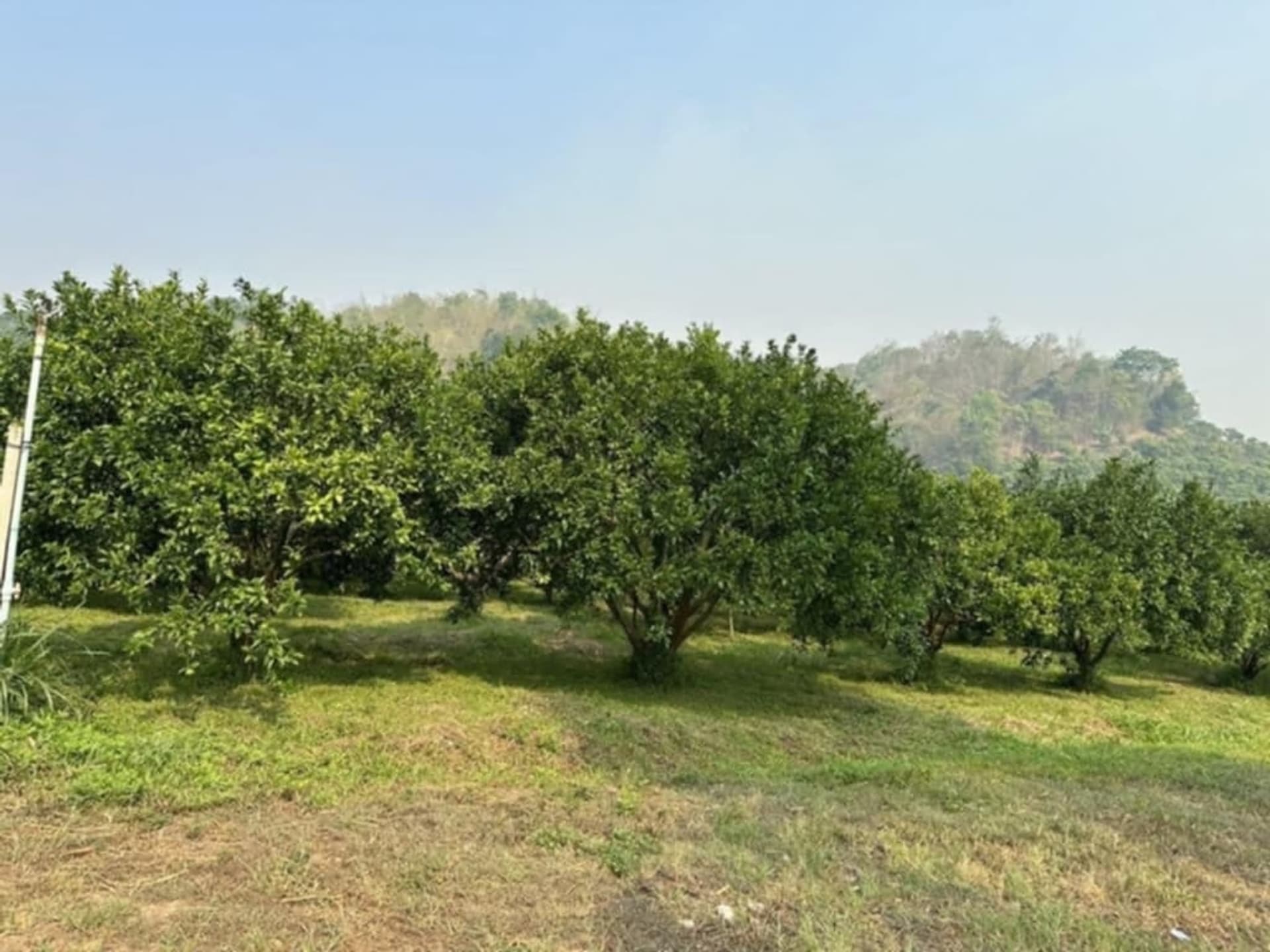  Land for Sale in Fang District - Image 5