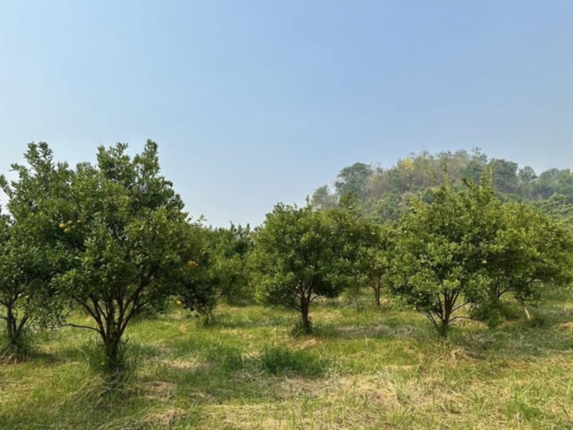 Land for Sale in Fang District - Image 11