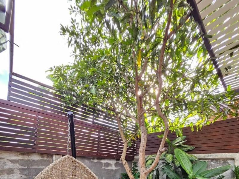 4 Bed House for Rent in San Sai District