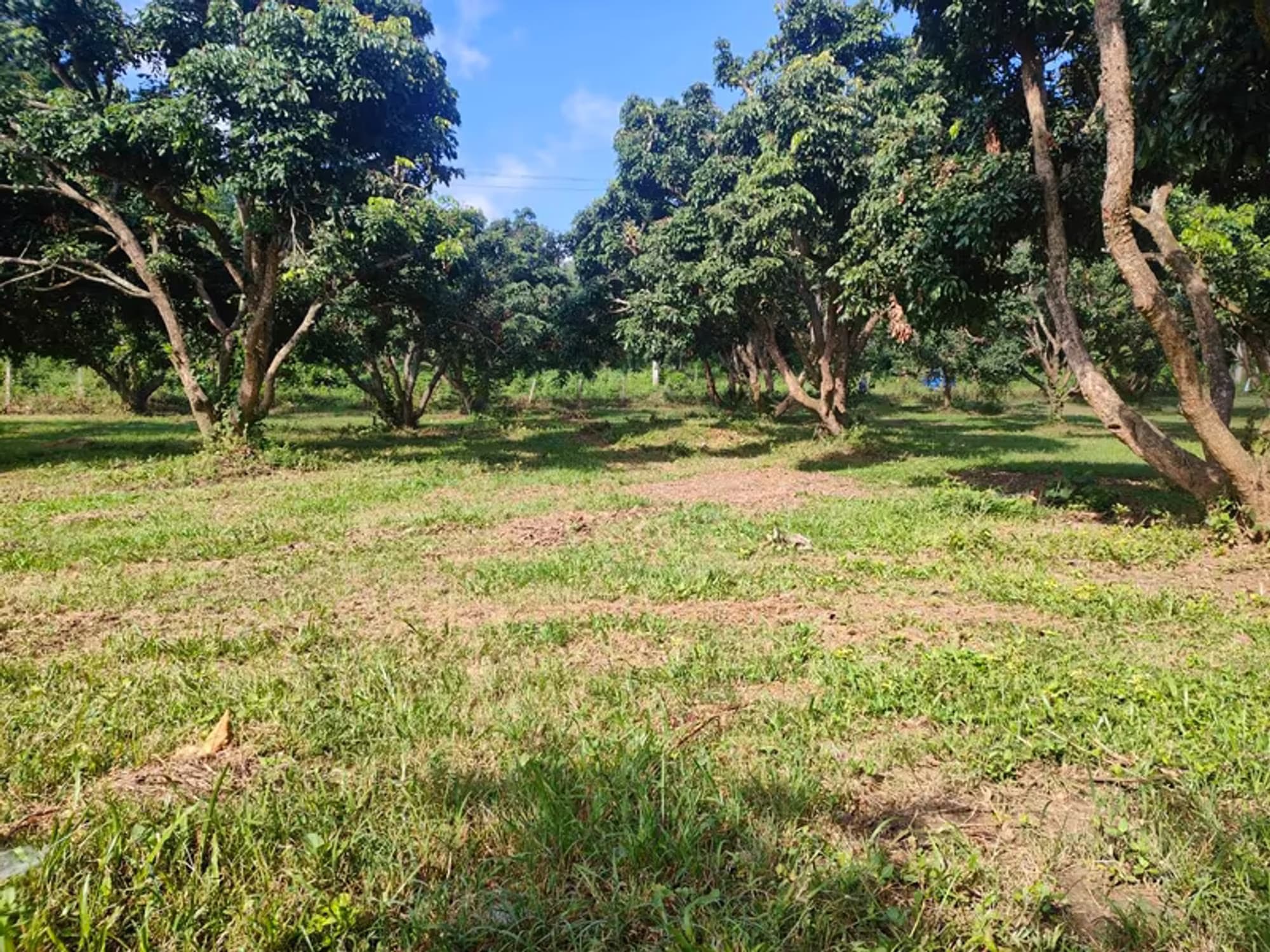 Land for Sale - Image 12
