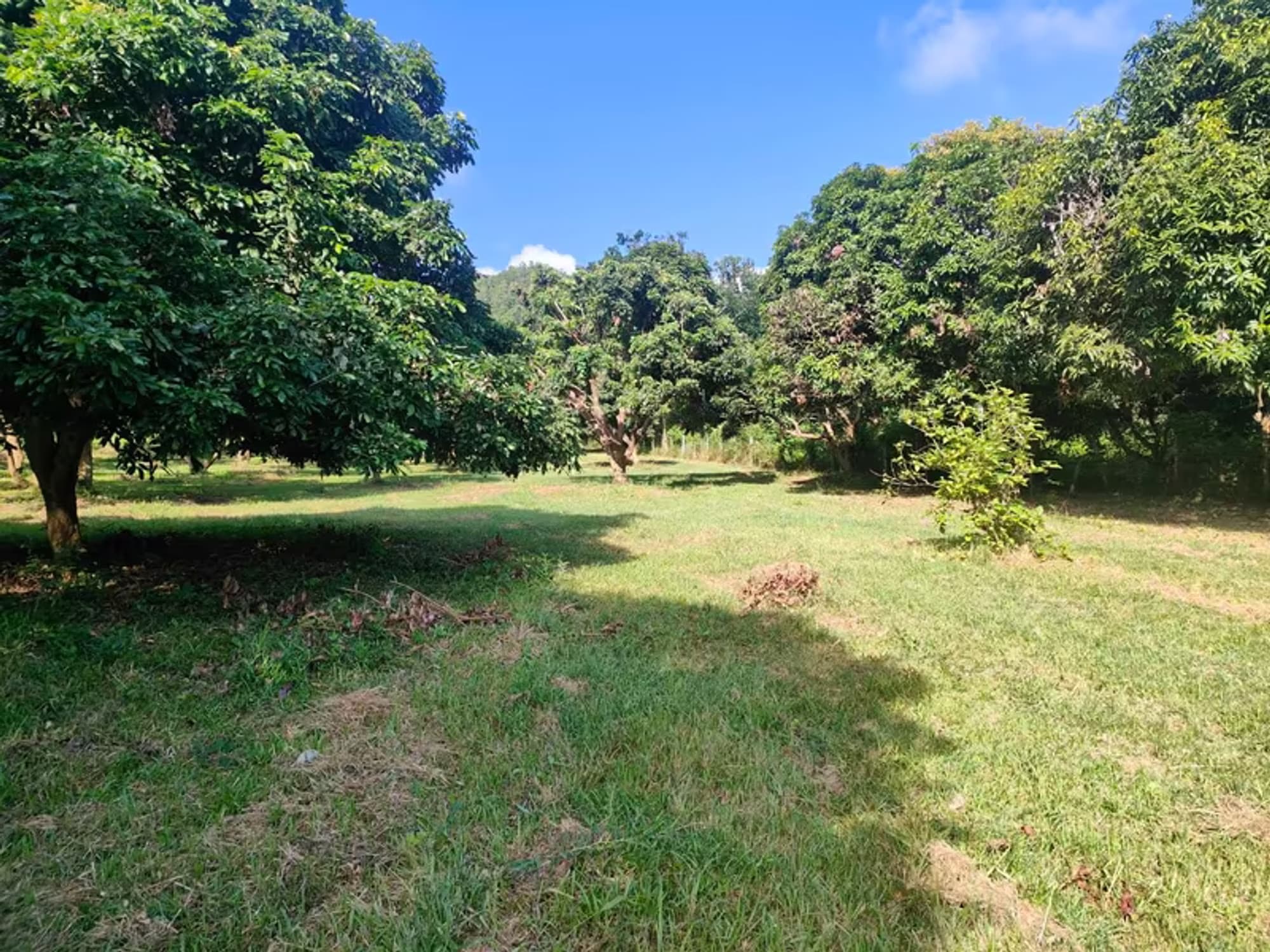Land for Sale - Image 11