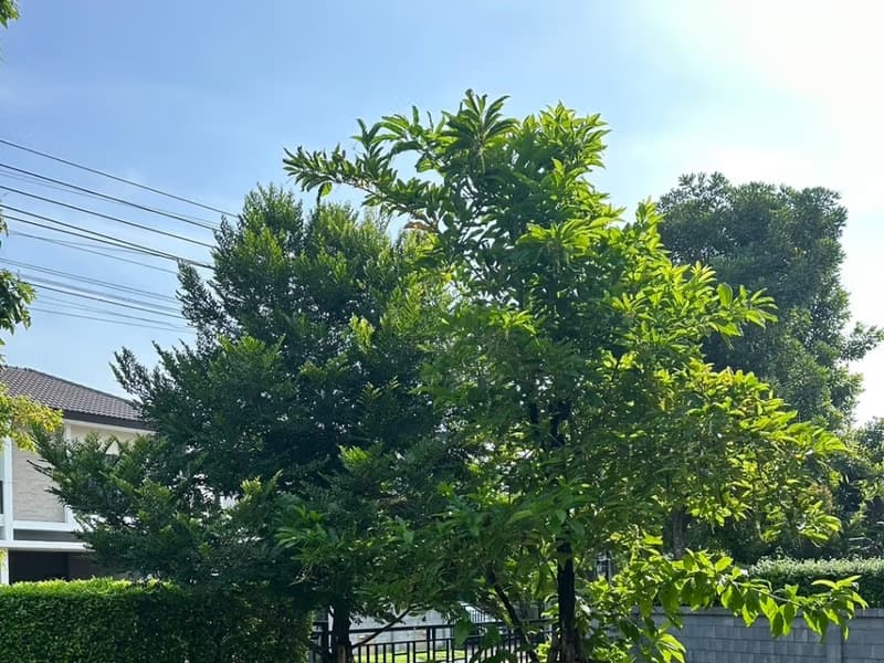 4 Bed House for Sale in Prawet