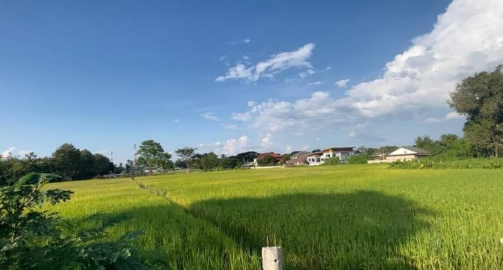  land สำหรับ ขาย ใน San Sai - Image 4