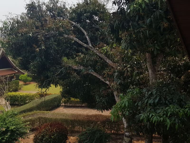 3 Bed House for Rent and Sale in Mae Rim