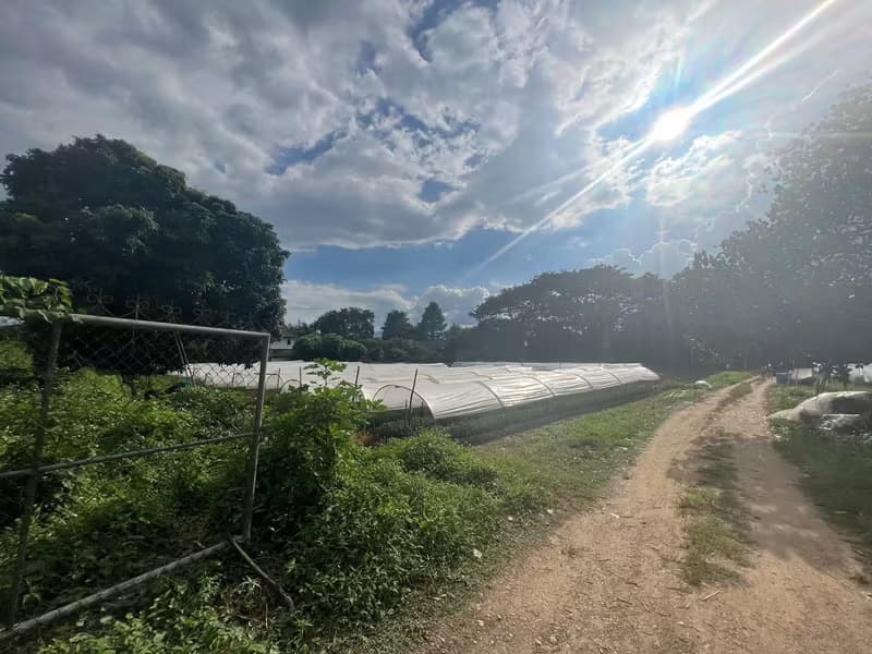 Land for Sale in Mueang Kaeo, Mae Rim