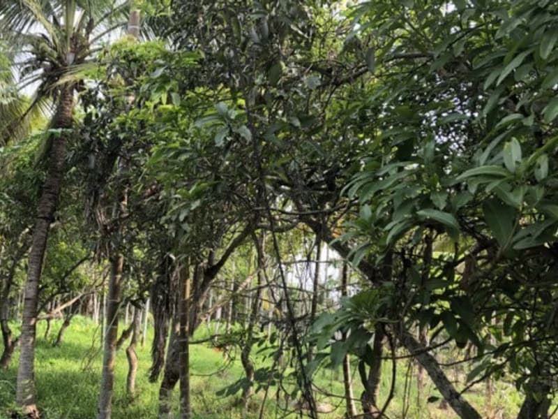  Land for Sale in San Sai District