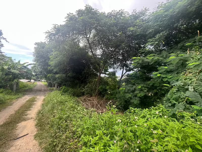 Land for Sale in Mueang Kaeo, Mae Rim