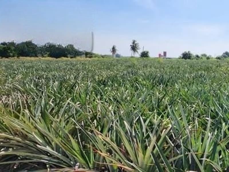  Land for Sale in Si Racha District