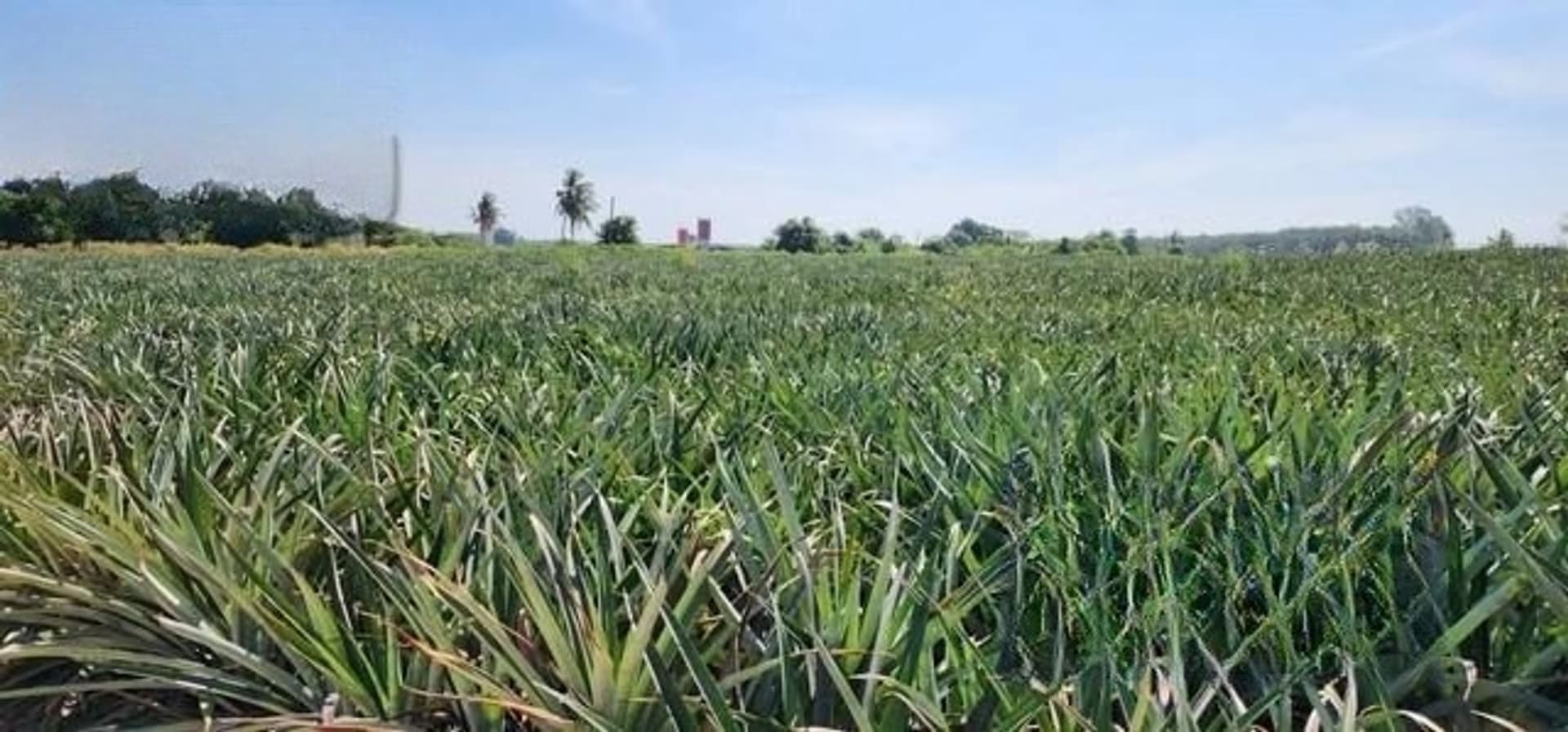  Land for Sale in Si Racha District - Image 4