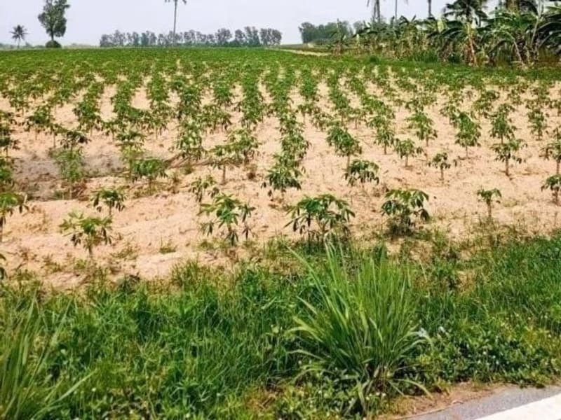  Land for Sale in Nong Yai District